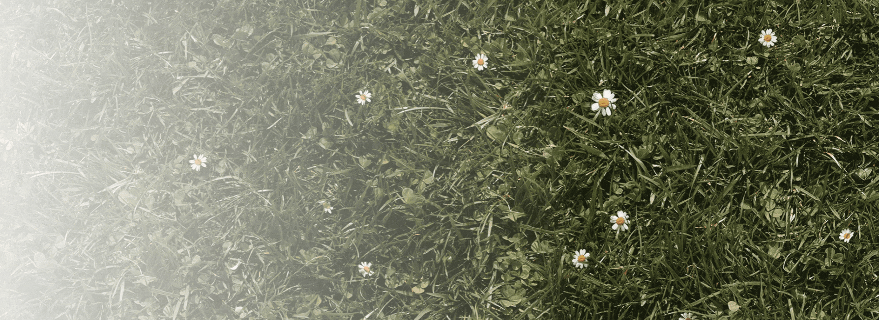 Superfood Aanbieding